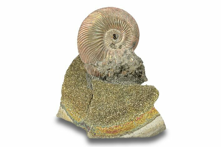 Iridescent, Pyritized Ammonite (Quenstedticeras) Fossil Display #266859